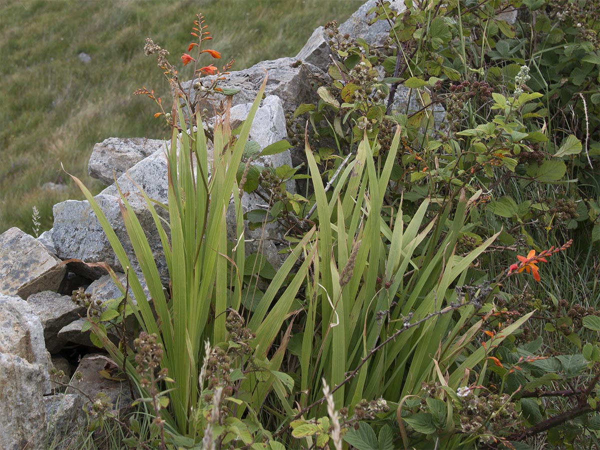 Crocosmia × crocosmiiflora
